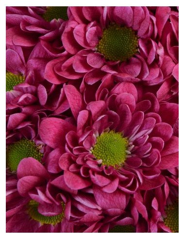 Daisy Assorted 12 Bunches Daisy Assorted 12 Bunches