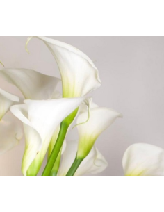 White Swan Calla Lily White 60 Stems 36" TALL