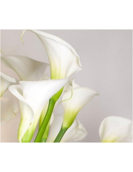 White Swan Calla Lily White 60 Stems 36" TALL
