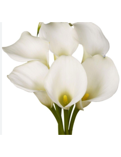 White Swan Calla Lily – White – 60 Stems (36" Tall) | Wholesale Premium Callas 2