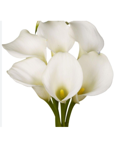White Swan Calla Lily White 60 Stems 36" TALL