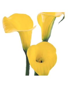 Calla Mini “Yellow Sunshine” – 50cm, 80 Stems | Premium Wholesale Calla Lilies