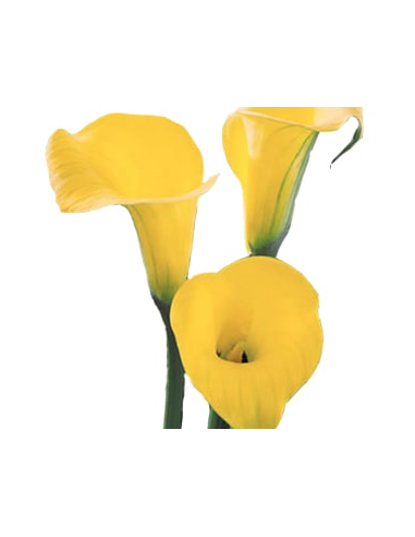 Calla Mini “Yellow Sunshine” – 50cm, 80 Stems | Premium Wholesale Calla Lilies