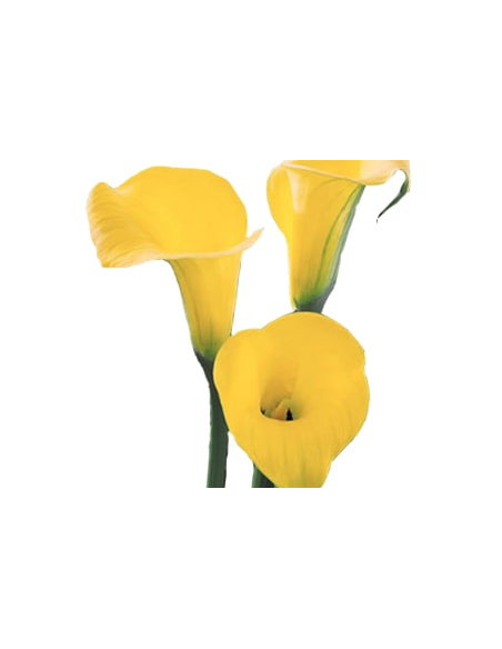 Calla Mini "yellow sunshine" 50cm 80 stems
