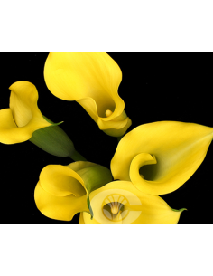 Calla Mini "yellow sunshine" 50cm 80 stems 2