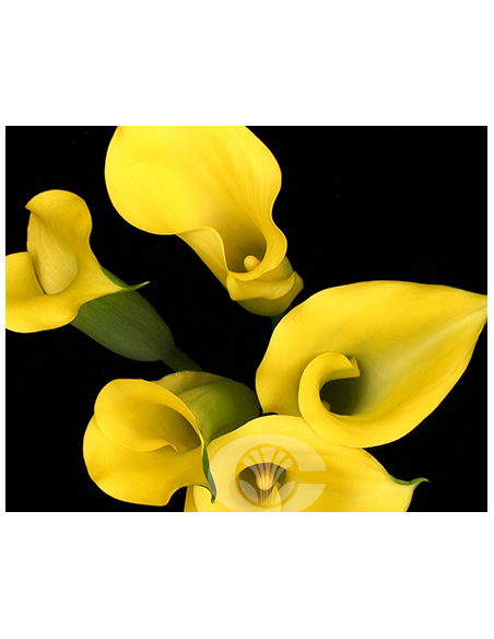 Calla Mini "yellow sunshine" 50cm 80 stems
