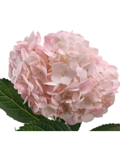 Pink Candy Tinted Pink Hydrangea 35 stems