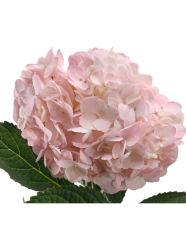 Pink Candy Tinted Pink Hydrangea 35 stems
