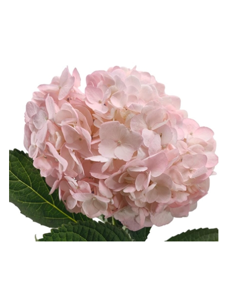 Pink Candy Tinted Pink Hydrangea 40 stems