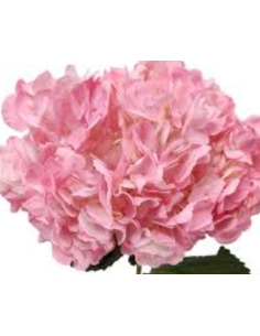 Pink Candy Tinted Pink Hydrangea 40 stems 2