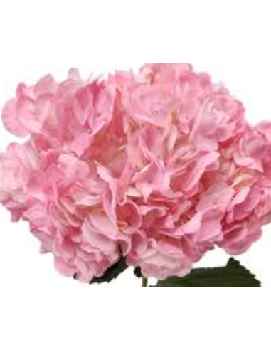 Pink Candy Tinted Pink Hydrangea 35 stems
