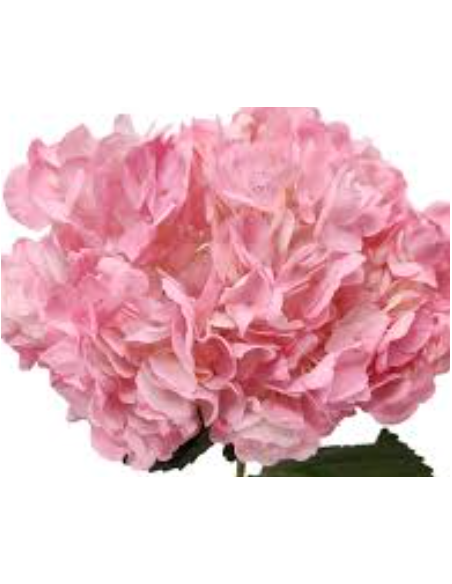 Pink Candy Tinted Pink Hydrangea 35 stems