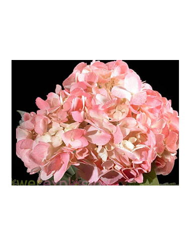 Pink Candy Tinted Pink Hydrangea 40 stems
