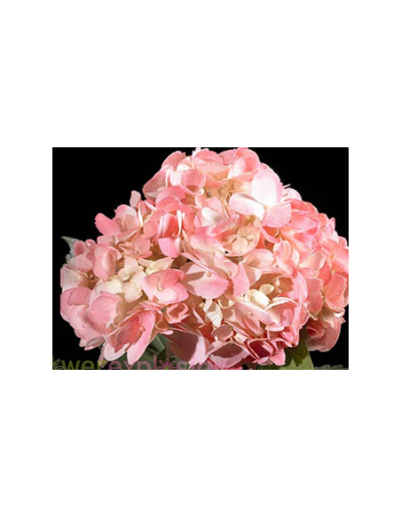 Pink Candy Tinted Pink Hydrangea 35 stems