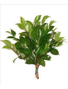 Camelia