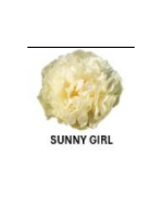 Wholesale coral charm peonies for weddings and events