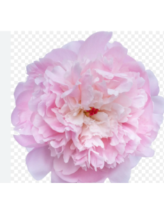 Wholesale coral charm peonies for weddings and events 2