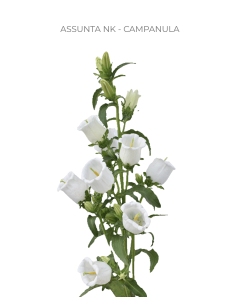 White Campanula 150 stems