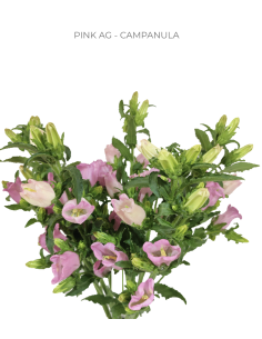 Pink Campanula 120 stems 2
