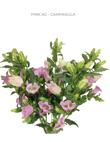 Pink Campanula 120 stems