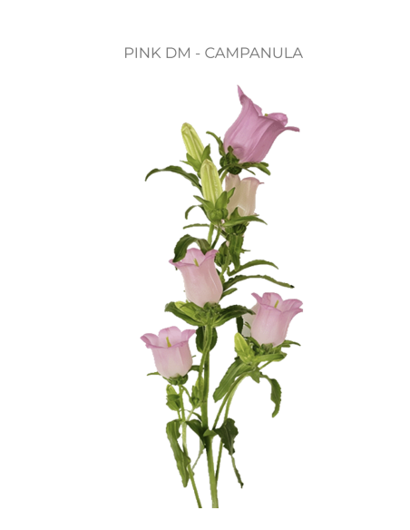 Pink Campanula 120 stems