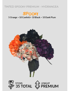 Hydrangea "spooky" Tinted 70 stems