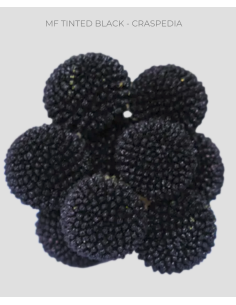 Craspedia (Billy Balls) Tinted Black 150 stems