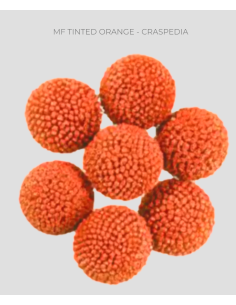 Craspedia (Billy Balls) Tinted Orange 150 stems