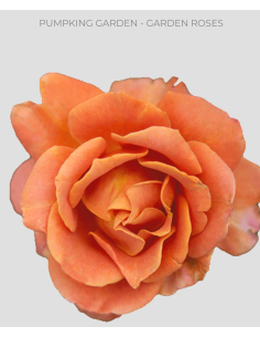 Pumpkin Garden Roses