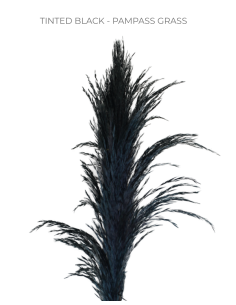 TINTED BLACK Pampas Grass 100 stems