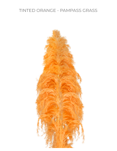 TINTED ORANGE Pampas Grass 100 stems