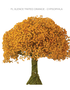 TINTED ORANGE Gypsophila