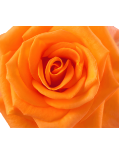 MIRACLE Orange Rose 100 stems