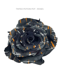Halloween Tinted Roses "Potion Pot" 100 Stems 50cm