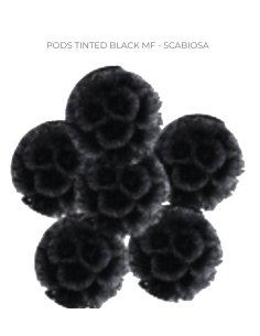 TINTED Scabiosa black & orange 120 stems