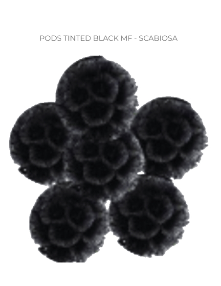 TINTED Scabiosa black & orange 120 stems