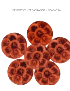 TINTED Scabiosa black & orange 120 stems 2