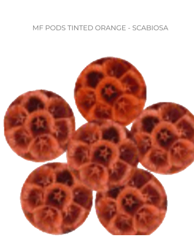 TINTED Scabiosa black & orange 120 stems