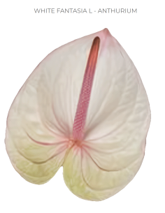 Anthurium "fantasia" White
