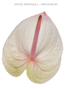 Anthurium "fantasia" White
