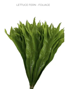 Lettuce Fern Foliage 50 Stems