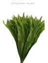Lettuce Fern Foliage 50 Stems