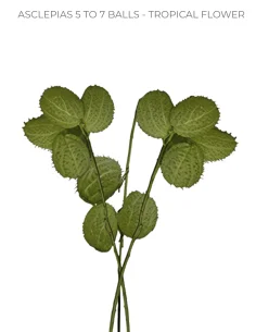 Asclepias 5-7 balls per stem 40 stems
