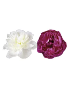 🌸 Peony Box – Red Sara & White Duchess (100 Stems)