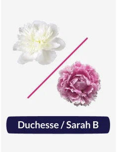 🌸 Peony Box – Pink Sara & White Duchess (90 Stems)