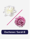 🌸 Peony Box – Pink Sara & White Duchess (90 Stems)