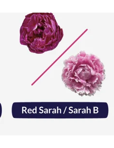 🌸 Peony Box – Pink Sara & Red Sara (90 Stems)