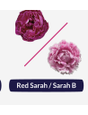 🌸 Peony Box – Pink Sara & Red Sara (90 Stems)