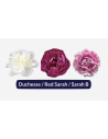 🌸 Peony Box – Pink Sara, Red Sara & White Duchess (90 Stems)