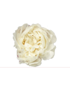 🌸 Mary Nichols Peonies – 90 Stems